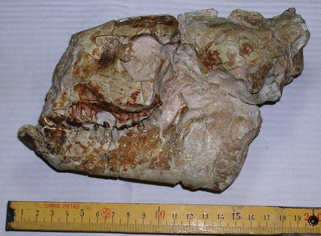 cranio fossile di ?